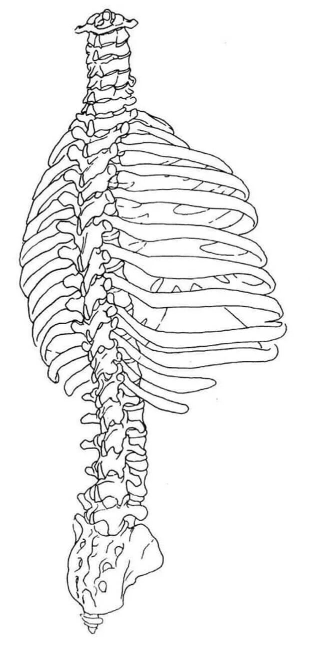 Позвонки ребра и Грудина анатомия. Скелет позвонок с грудной клеткой. Скелет туловища грудная клетка ребра. Позвоночник и грудная клетка анатомия.