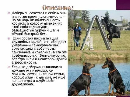 Минусы добермана