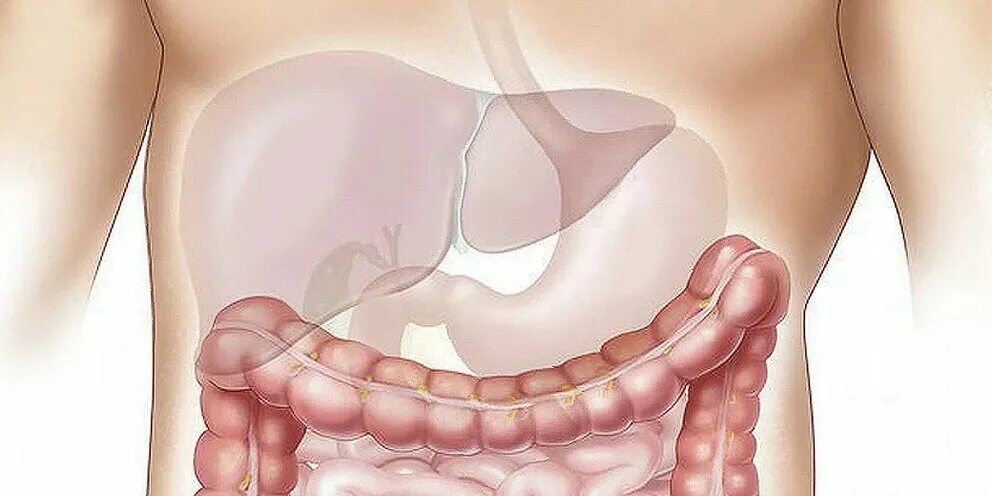 Воспаление толстой кишки латынь. Пищеварение в кишечнике толстая кишка. Наружное строение толстого кишечника. Тонкая кишка анатомия строение. Болезнь крона фистулизирующая.