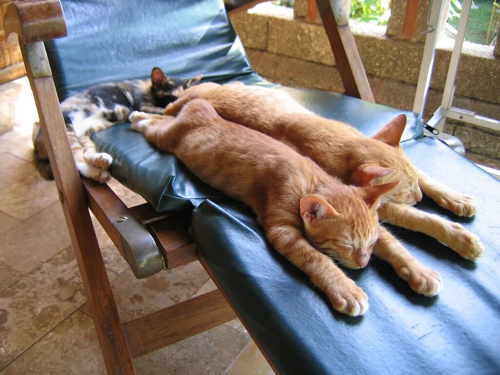 Отдохнуть после обеда. Котик отдыхает. Расслабленный кот. Коты расслабляются.