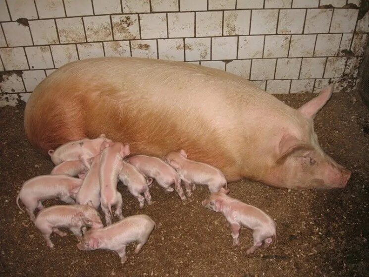 11 свиней. Ландрас (порода свиней). Свиная порода ландрас. Супоросные свиноматки.
