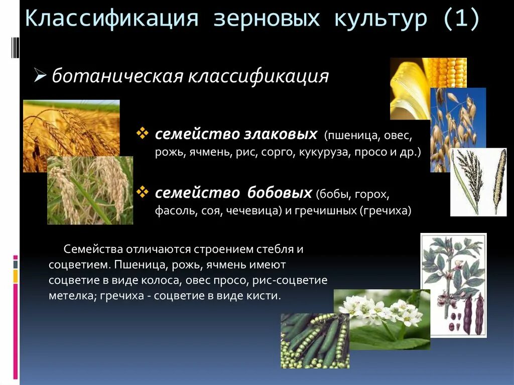 Пшеница рожь рис овес кукуруза ячмень просо. Характеристика полевой культуры. Характеристика ячменя. Характеристика зерновой культуры. Характеристика зерновым культурам.