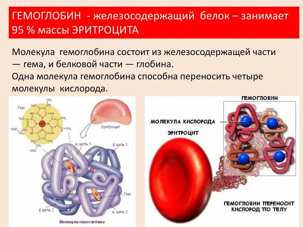 Гемоглобин. Гемогралин. Белок гемоглобин. Строение эритроцита и гемоглобина.