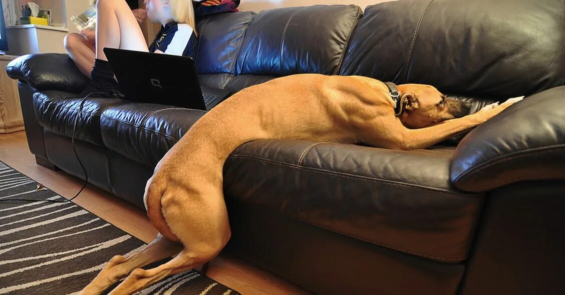 Лежу и ничего не хочу. Диван для собаки. Уставшая собака. Собака валяется на диване.