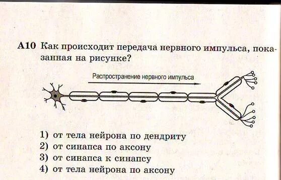 Передача нервного импульса. Способ передачи нервного импульса. Схема передачи импульса. Нервный Импульс схема.