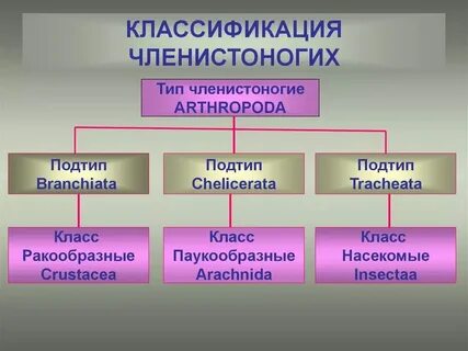 Общий систематический признак членистоногих