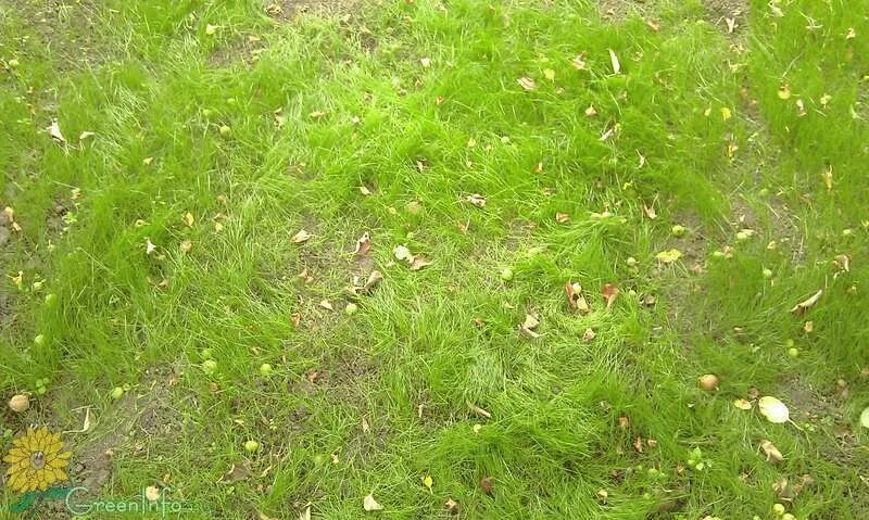 Через сколько взойдет газонная трава. Первые всходы газонной травы. Газонная трава пучками. Газон прорастает. Переросший газон.
