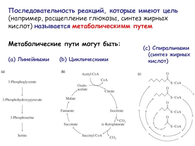 Последовательность реакций биосинтеза. Последовательность реакций. Синтез жирных кислот последовательность реакций. Спиральные метаболические пути. Метаболический путь синтеза жирных кислот.