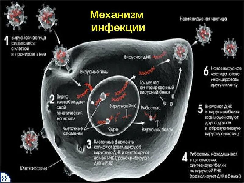 Размножение вирусов. Механизм размножения вирусов. Механизм инфицирования вирусами. Вирусы размножаются.