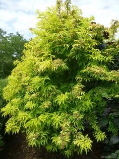 Elder plant