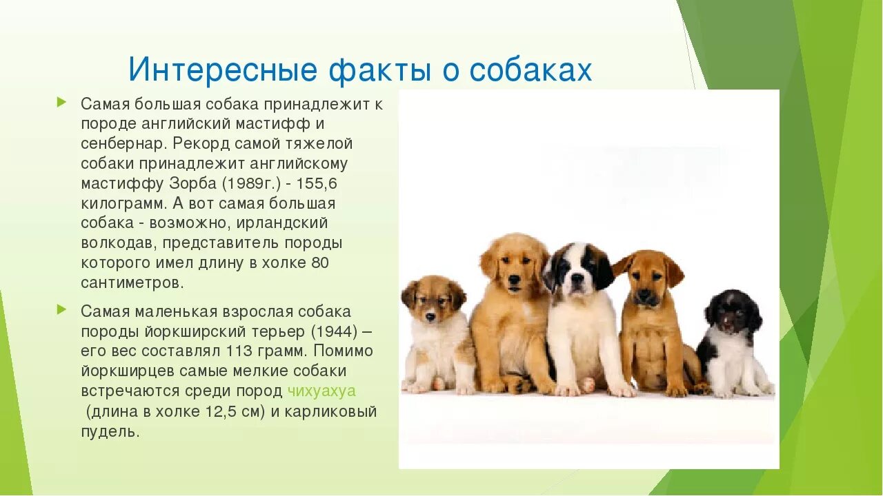 интересные факты отсобаках. самый интересный факт о кошках и собаках. факты интересныеоб сабакахх. интересные факты про кошек и собак. интересные ыакты о соабкаэ.