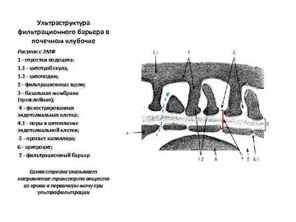 Почечная мембрана