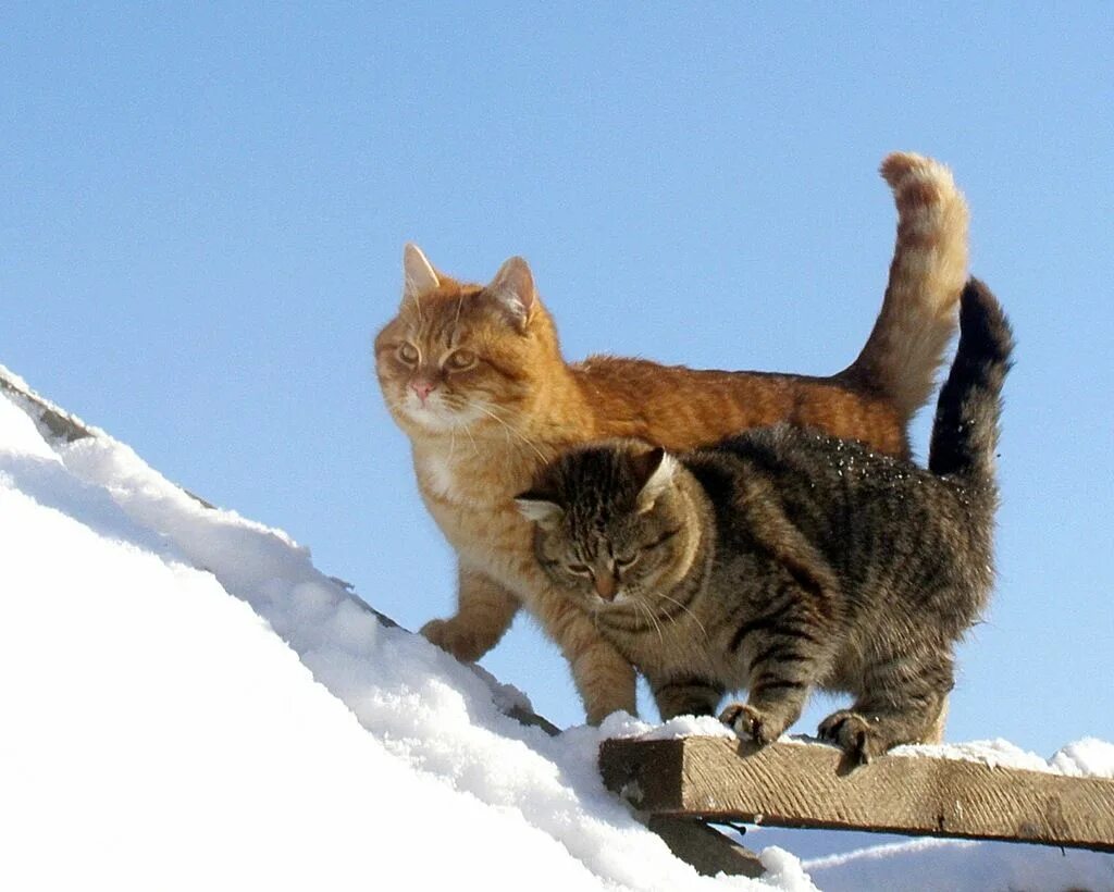 Кошка три дня