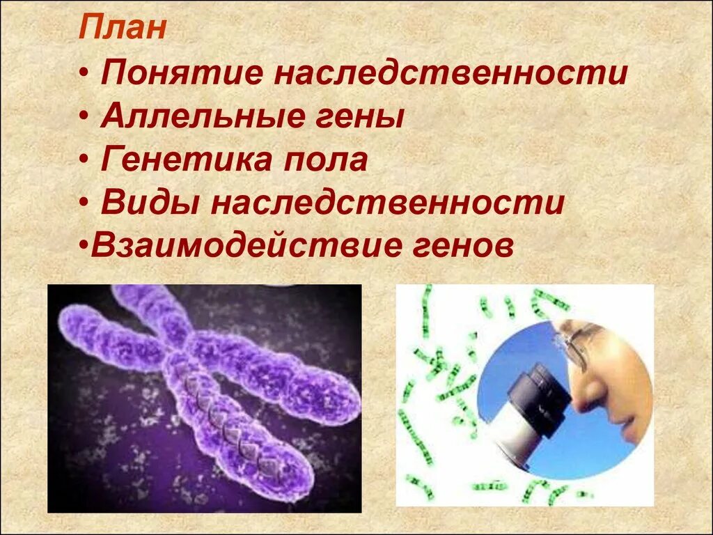 Ген генотип наследственность. Генетика пола. Генетика аллельные гены. Генная теория наследственности Менделя. Механизм наследования аллельных генов.