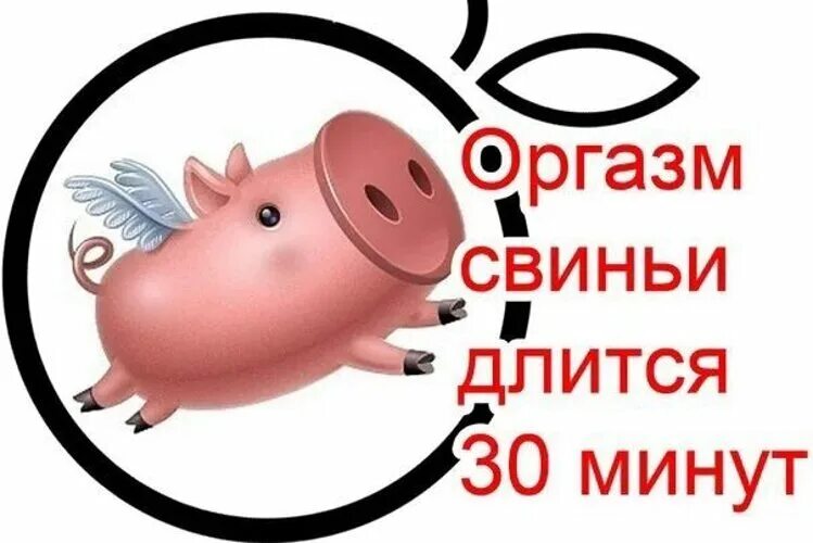 Сколько длится оргазм у свиньи. Оргазм у свиньи длится 30 мин. Оргазм у свиньи длится 40 минут. У свиньи длится 30 минут. Свинья 30