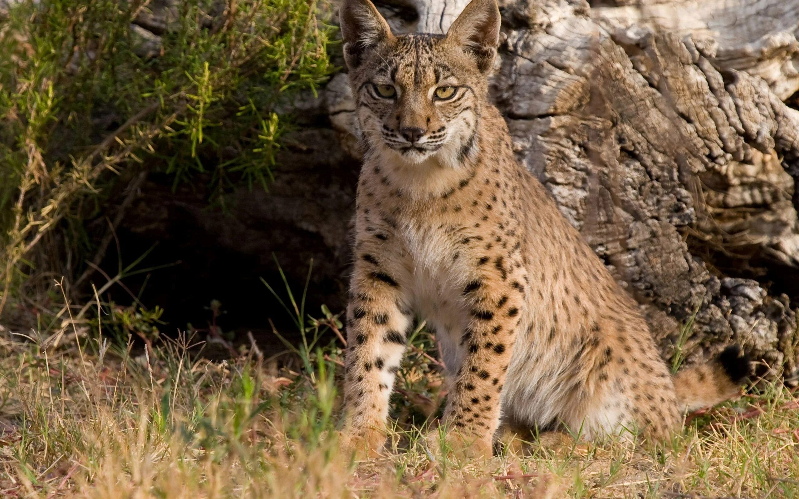 Бобкэт Рысь. Lynx pardinus Пиренейская Рысь. Рысь Кавказская (Lynx Lynx dinniki Satunin, 1915).. Пиренейская (испанская) Рысь.