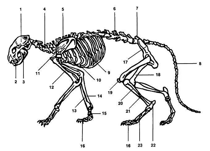 Скелет задних конечностей у млекопитающих. Строение скелета кошки задние лапы. Скелет кошки Грудина. Скелет кота с названием костей. Скелет кота строение.