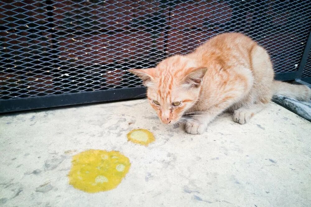 Кошка блюет желтой пеной. Кота вырвало желтой жидкостью с пеной. Кошка блюет желтой пеной. Кошка блюет желтой пеной. Кот наблевал.