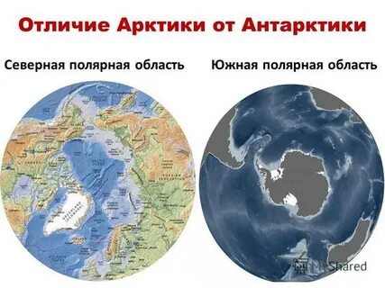Чем отличаются арктика