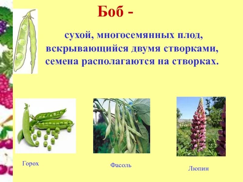 Название плода бобовых