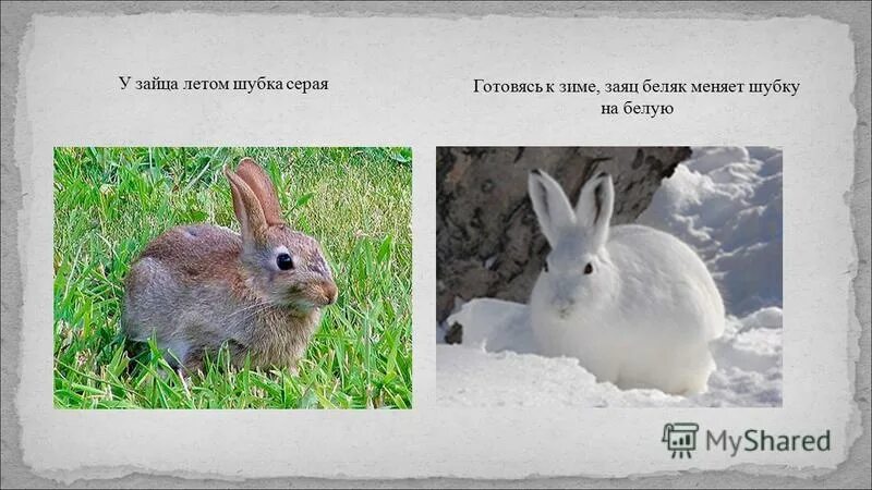 Заяц меняет шубку. Заяц меняет шубку на зиму. Заяц меняет шубку. Заяц меняет цвет шубки. Заяц меняет шубку на зиму.