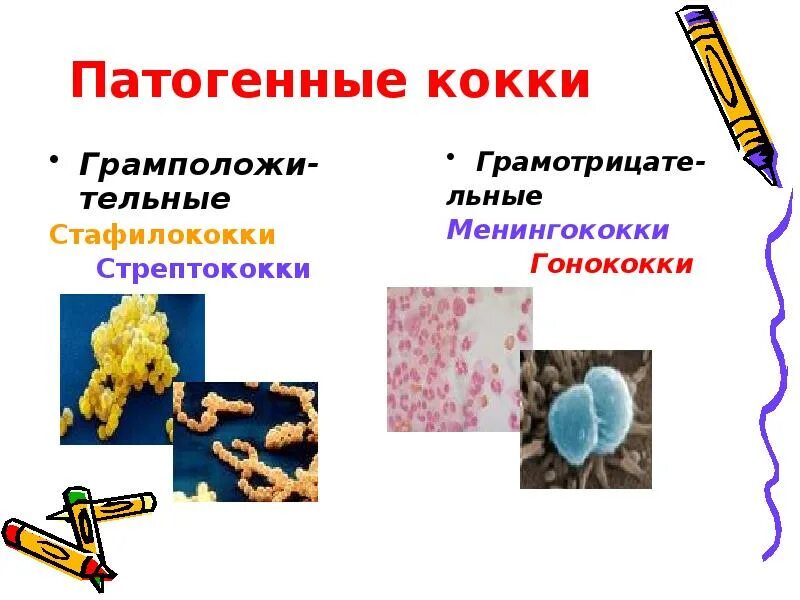 Патогенные кокки. Патогенные кокки. Патогенные кокки. Патогенные кокки. Патогенные кокки.