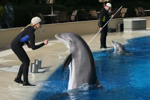 Ellen decided to become a dolphin keeper
