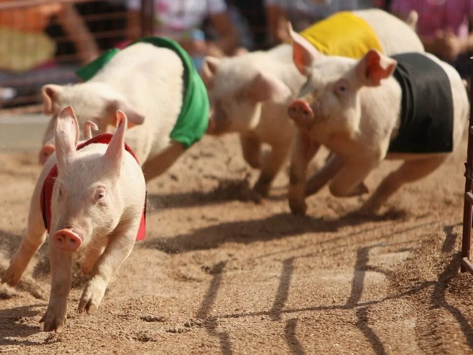 Свинья бежит. Свинья бегает. Свинка бежит. Поросенок бежит. Поросенок бегает.