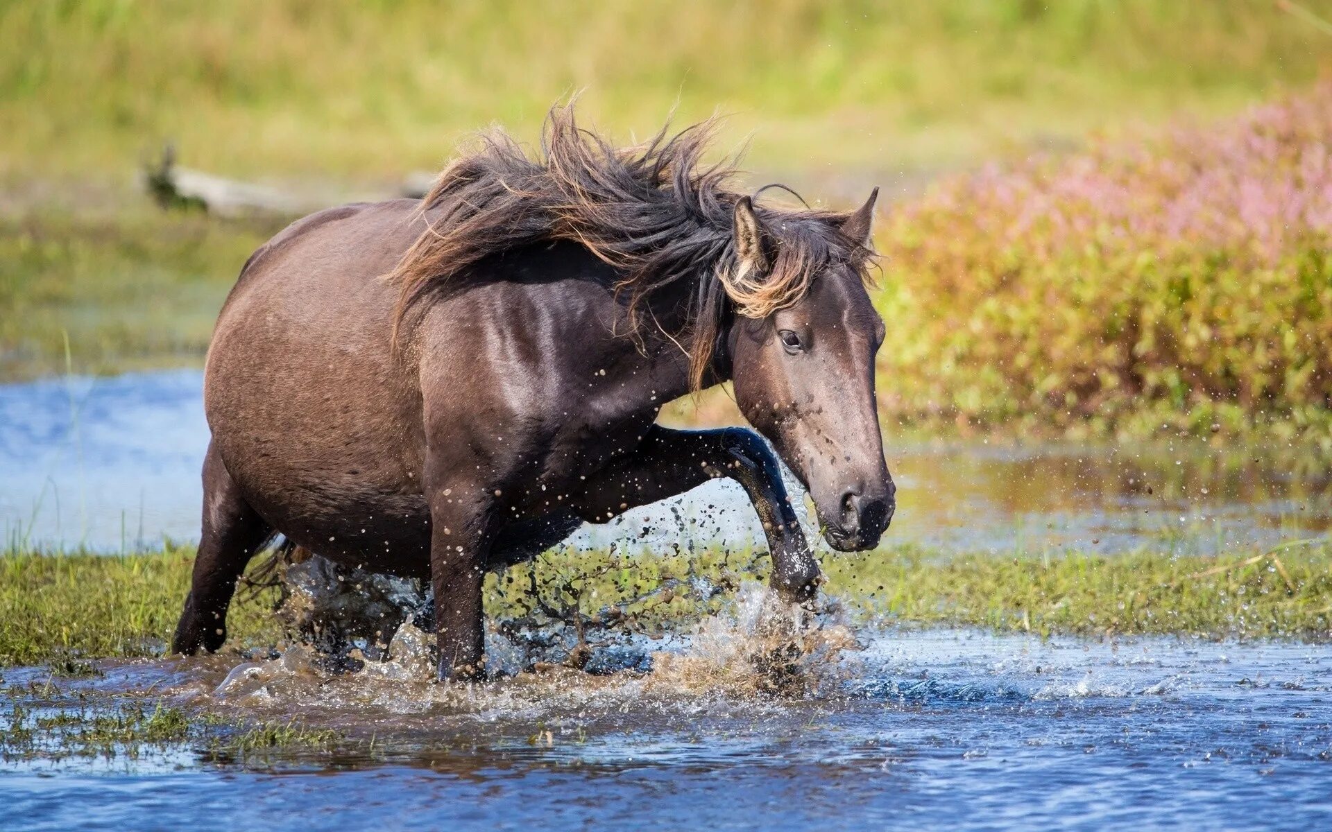 Лошади на водопое. Лошади в воде. Мокрая лошадь. Кони у реки.