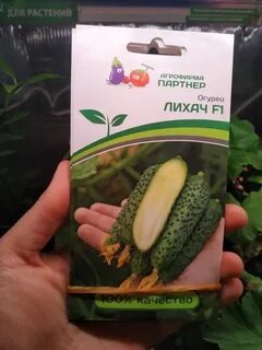 Семена сулейман