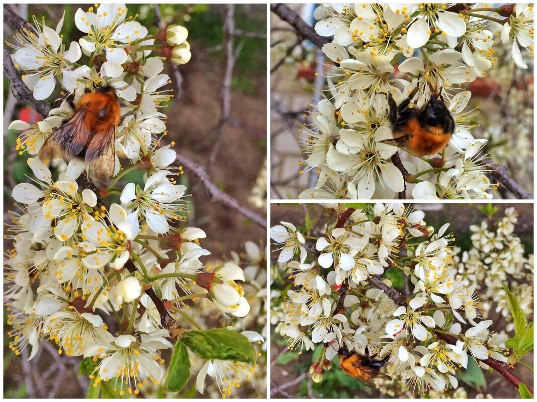 абрикос в цвету. вишня цветки опыление. пчëлы на цветах абрикоса. урюк дерево цветет. пчела на цветке абрикоса.
