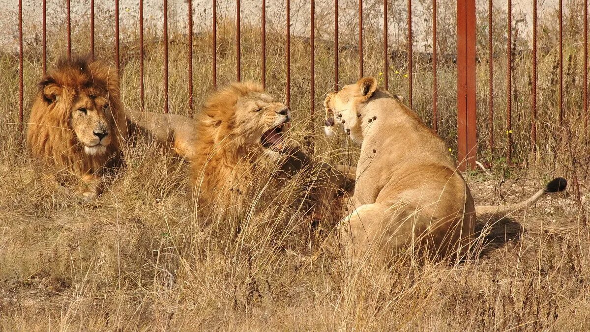 татьяна тайган в парк. тайган сафари парк. зоопарк тайган в крыму. парк львов тайган в крыму. ютуб парк тайган последние.