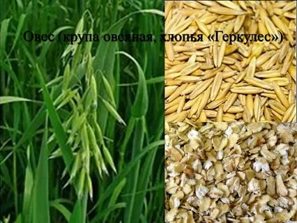 Геркулес из какого