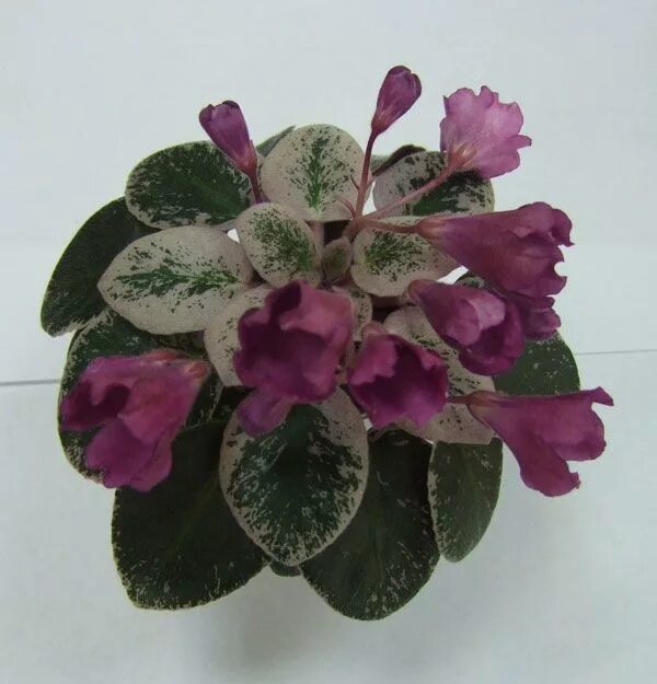 Галицкая фиалки. Галицкая фиалки. Фиалка душистая лесная. Фиалка душистая konigin charlotte. Фиалка виола душистая.