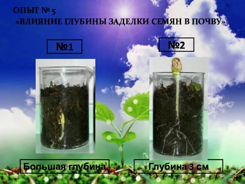 Семена в почве 5. Зерно посаженное в почву. Семена в почве 5. Посевной газон. Семена на посевную.