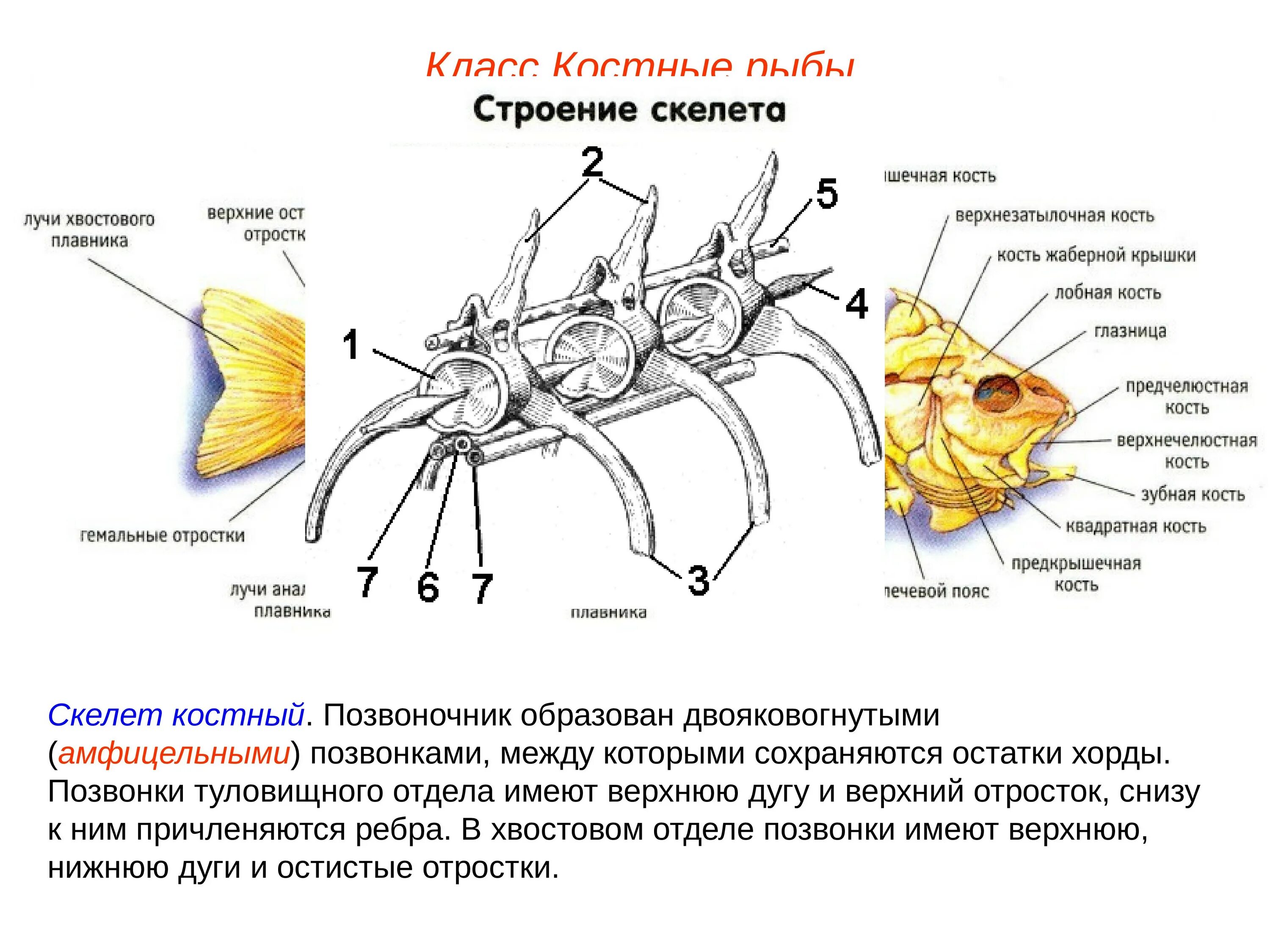 Строение хвостового позвонка у рыб. В позвоночнике костных рыб имеются отделы:. Строение позвонка костистой рыбы. Строение позвоночника костистой рыбы.