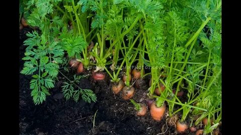 Морковь на участке