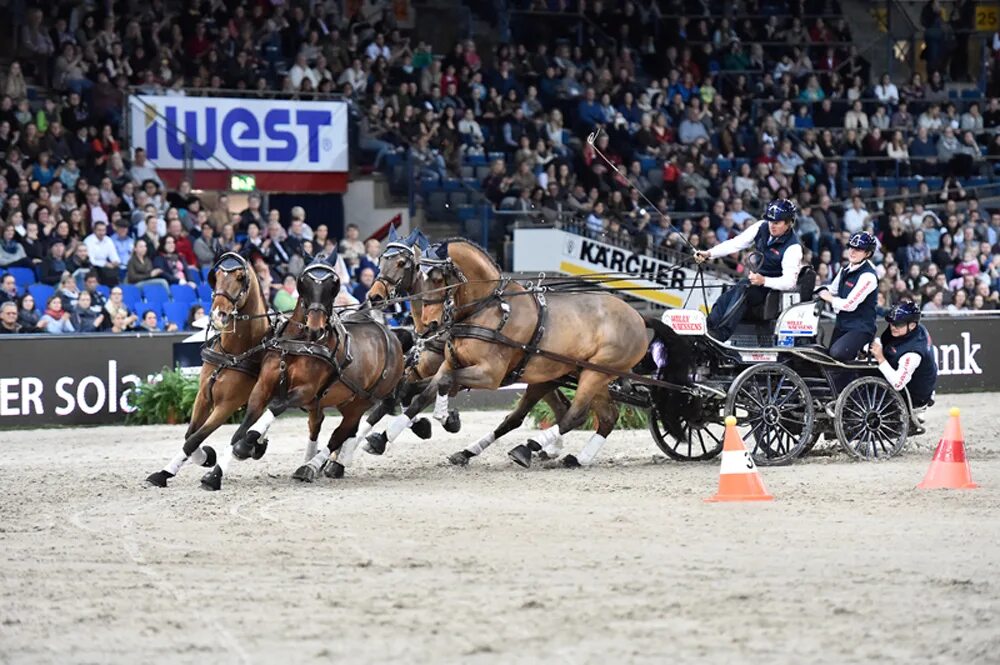 Driving horse. Конный экипаж для драйвинга. Fei World Cup. Лошадь Пегги в ДРАЙВИНГЕ. Драйвинг в Швеции.