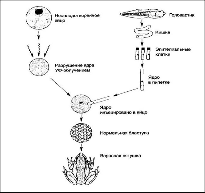Пересадка ядер клеток эмбрионов. Исследователи Бриггс и Кинг. Клонирование лягушки схема. Генетический материал клетки животных. Развитие взрослой лягушки из реконструированной яйцеклетки.