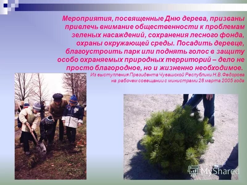 Посадка деревьев склоне. Экологический проект посадки деревьев. проект по посадке деревьев. проекты по высадке деревьев. мероприятия по защите зеленых насаждений.