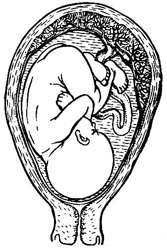 формирование пуповины. развитие эмбриона млекопитающих. ребенок в плаценте матке. эмбрион в матке рисунок. младенец в утробе раскраска.