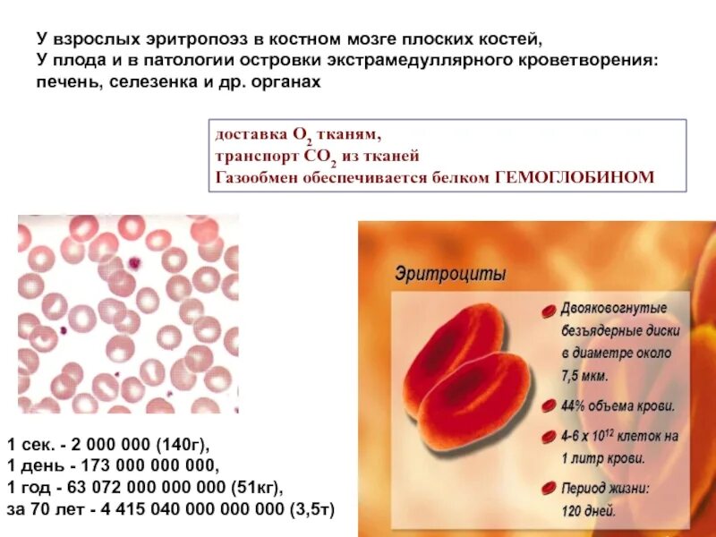 Синтез эритроцитов витамин. Экстрамедуллярный гемопоэз. синтез эритроцитов. эритропоэз в костном мозге. очаги экстрамедуллярного кроветворения.