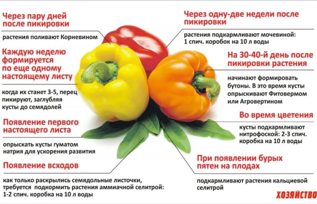 Какой сорт перца. Схема подкормки сладкого перца. схема удобрения перца. схема ухода за перцем. подкормки для болгарских перцев.