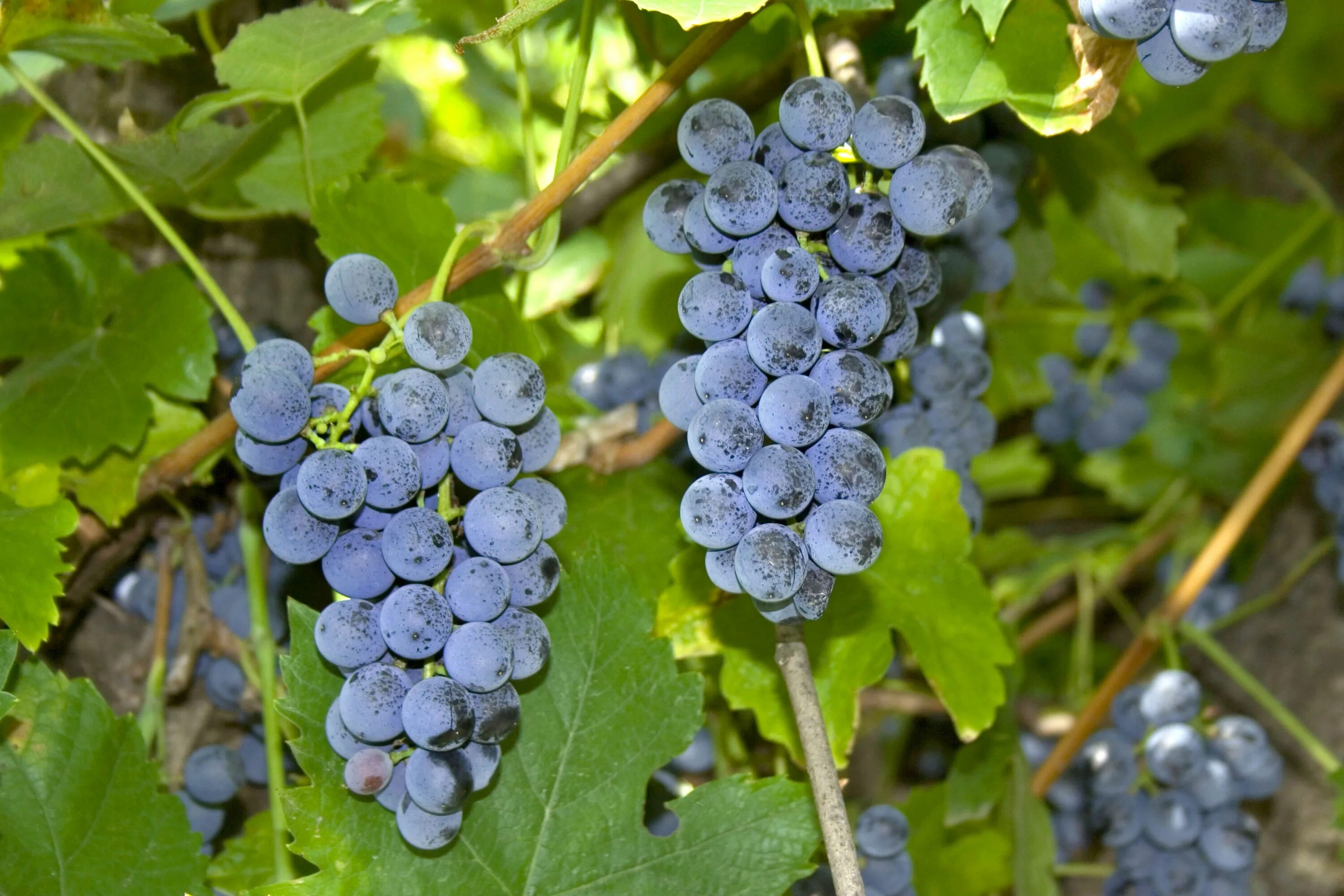 Виноград домашний сорт. Виноград прибрежный vitis riparia. vitis labrusca виноград.