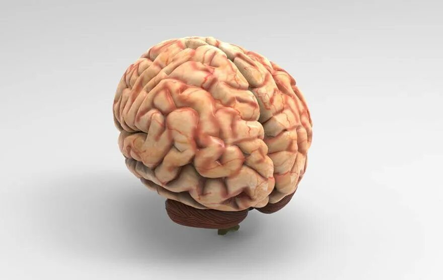 Модель головного мозга из пластилина. Моделька мозга 3d. Мозжечок анатомия 3д моделирование. 3д модель головного мозга. 3 д мозг человека.