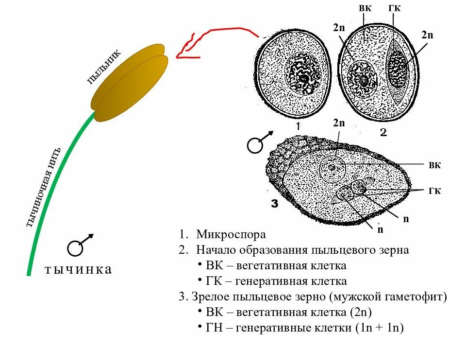 Образование пыльцевого зерна у цветковых растений. Строение пыльцевого зерна сосны. Вегетативная клетка пыльцевого зерна. Строение пыльцевого зерна цветковых. Вегетативное и генеративное ядро