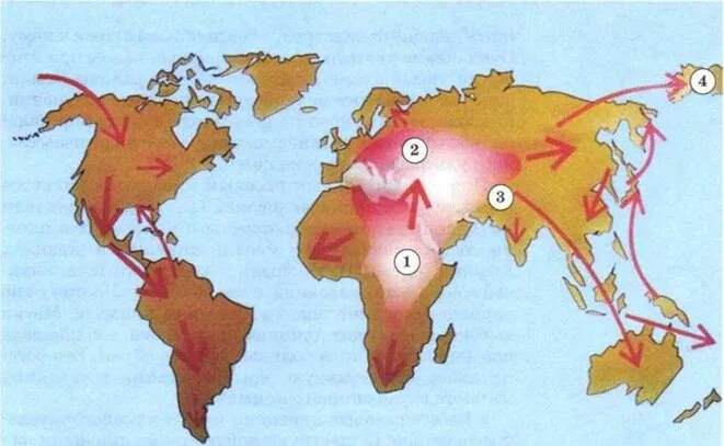 Рисунок расселения. Очаги расообразования. Расселение человека. Карта расселения человека по планете. Расселение рас по планете.