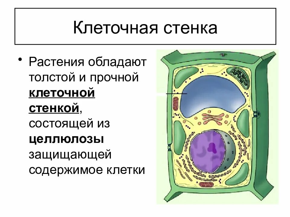 В какую структуру клетки входит целлюлоза. Целлюлозная клеточная оболочка растительная клетка. строение растительной клетки целлюлоза. целлюлозная клеточная стенка растительной клетки. строение клетки растения клеточная стенка.