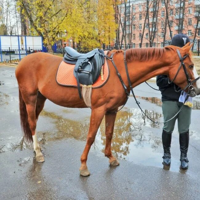 Конный клуб фили. Конный клуб фили. Конный клуб фили. Конюшня в фили. Детский парк фили конюшня.