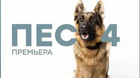 Пес постер